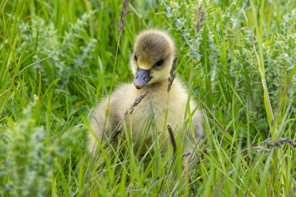 Greylag Goose image 1